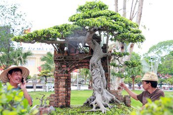 Chiêm ngưỡng vườn cây cảnh tiền tỷ ở Hải Phòng
