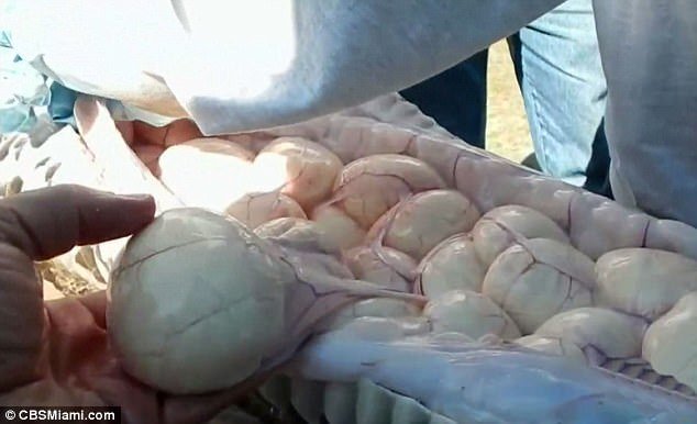 Mổ bụng trăn khổng lồ, kinh hãi phát hiện gần trăm trứng bên trong