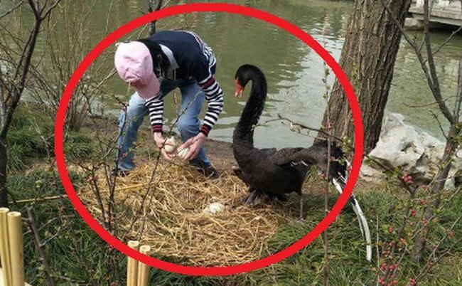 Du khách Trung Quốc bắt trộm thiên nga mang về làm thịt