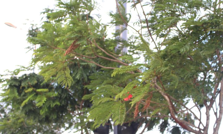 Video: Hàng loạt biển báo, đèn tín hiệu bị vô hiệu hóa ở Sài Gòn