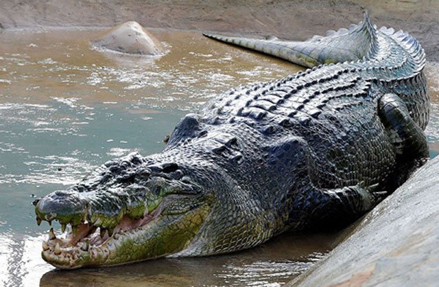 Đàn cá sấu ăn thịt cha xứ gây sốc ở Zimbabwe