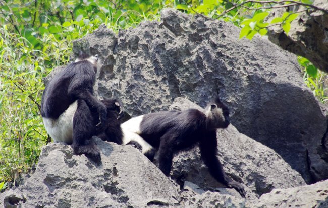 Về ‘quê hương’ King Kong ngắm voọc quần đùi trắng