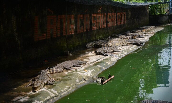 Hàng vạn con cá sấu đói lả ‘chờ chết’