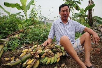 Chủ vườn phẫn uất nhìn vườn chuối hàng nghìn cây bị côn đồ đất Cảng chém gục trong đêm