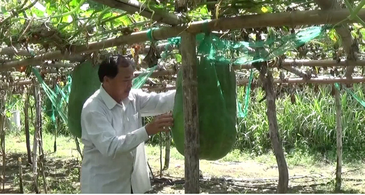 Về Bình Định ngắm bí đao 'khủng' nặng gần 80 kg