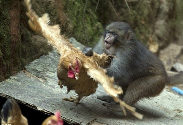 Đặt bẫy bắt khỉ lạ tấn công phụ nữ, giết gà của dân ở Quảng Bình