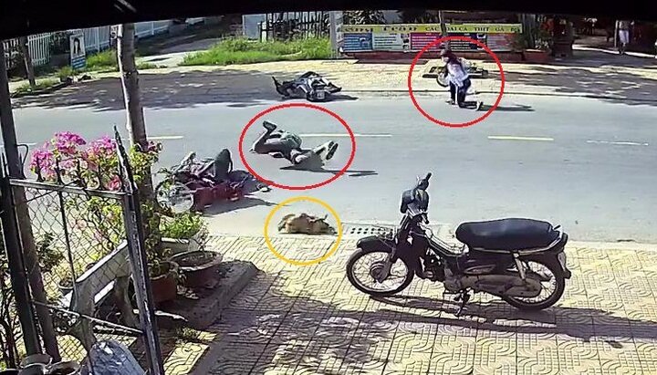 Chó chạy rông gây tai nạn liên hoàn trên đường