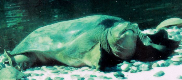 Chuyện phối giống ly kỳ của ‘rùa Hồ Gươm’ khổng lồ ở Trung Quốc