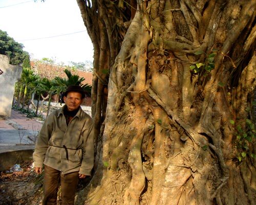 Kinh ngạc 'rừng cổ thụ' khổng lồ từ thời Trần ở ngoại ô Hà Nội