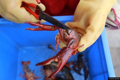 Kỳ lạ nghề làm sạch tôm trước khi bán