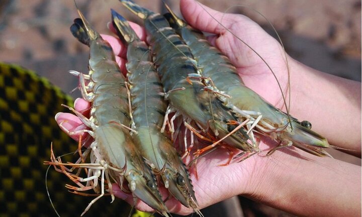 Thu mua tôm cua, 3 du khách Trung Quốc bị phạt 20 triệu đồng