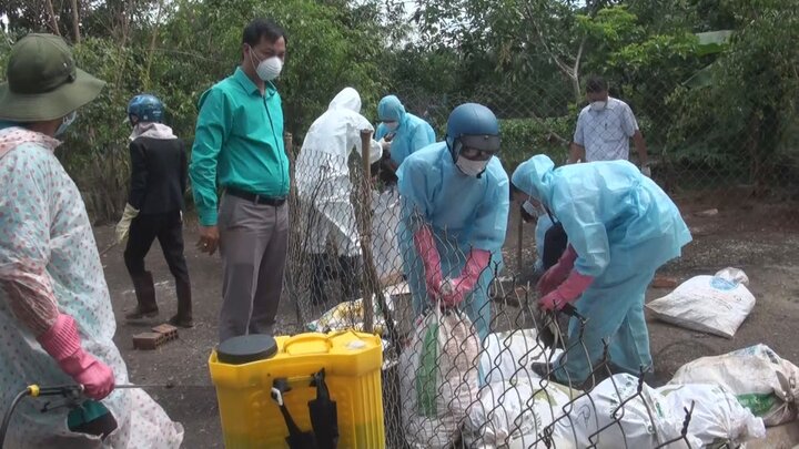 Vì sao gần 1.000 con vịt trời ở Đắk Lắk phải tiêu hủy?