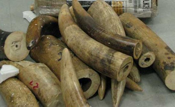 Việt Nam sẽ bị cấm vận thương mại nếu không chống buôn bán động vật hoang dã