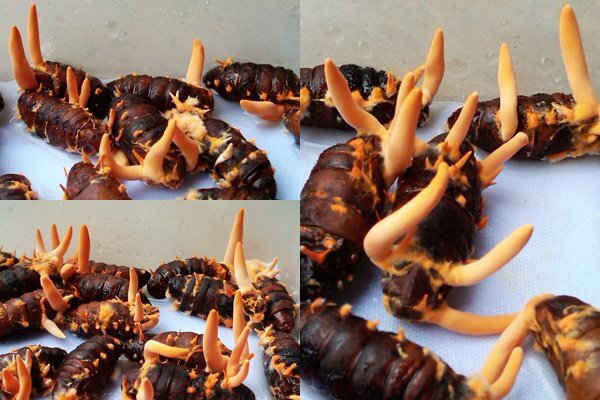 Công nghệ sản xuất đông trùng hạ thảo từ nhộng tằm sống