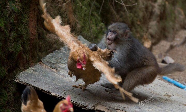 Đã bắt được khỉ lạ tấn công phụ nữ, giết gà của người dân Quảng Bình