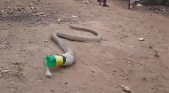 Hổ mang chúa quằn quại nôn ra chai nhựa vì nuốt nhầm