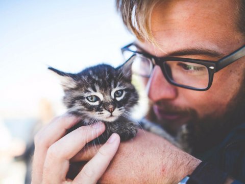 Tuyển người vuốt ve mèo hàng ngày, lương 700 triệu đồng/năm