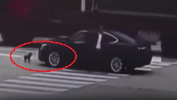 Video: Chú chó chặn đầu xe kẻ gây tai nạn cho chủ