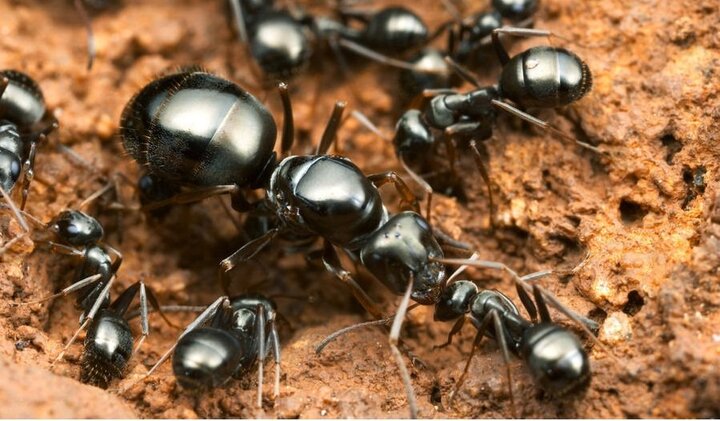 Giới trẻ đua nhau nuôi kiến chúa đang mang thai để giải khuây