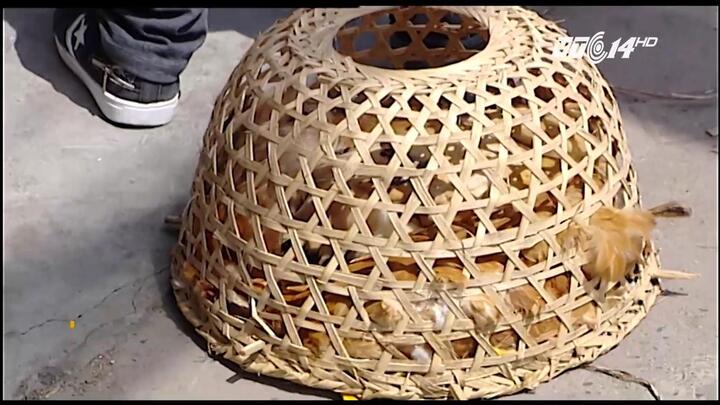 Đàn gà 'tử trận' trên đường từ Nghệ An ra Hà Nội vì nắng nóng