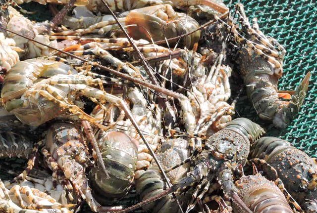 Thiệt hại trên 700 tỷ đồng vì tôm hùm chết hàng loạt