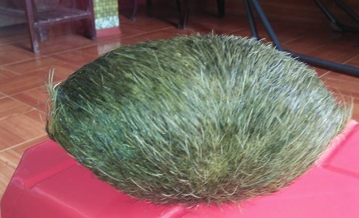 Mổ heo nái, tìm thấy 'cát lợn' ở Lâm Đồng