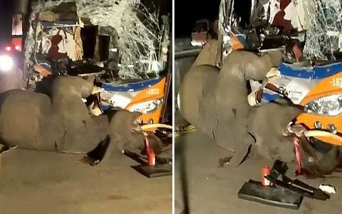 Video: Xe buýt đâm trực diện, voi chết tại chỗ