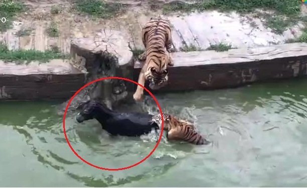 Nhân viên sở thú Trung Quốc ném lừa sống làm mồi cho hổ đói gây sốc