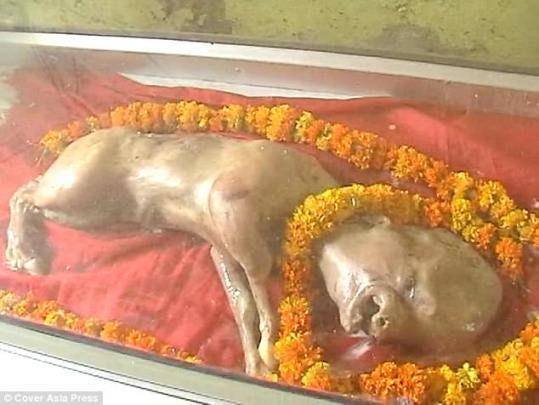 Video: Bê 'mặt người' được dân làng xây đền thờ, tôn sùng như thánh