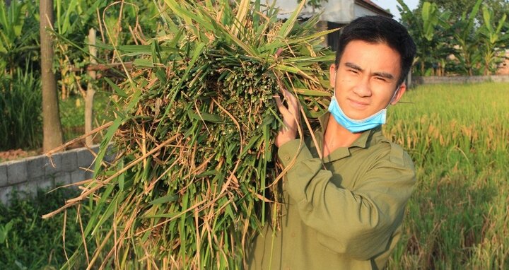 Sinh viên Học viện An ninh ‘đội nắng’ gặt lúa giúp dân Hà Nam