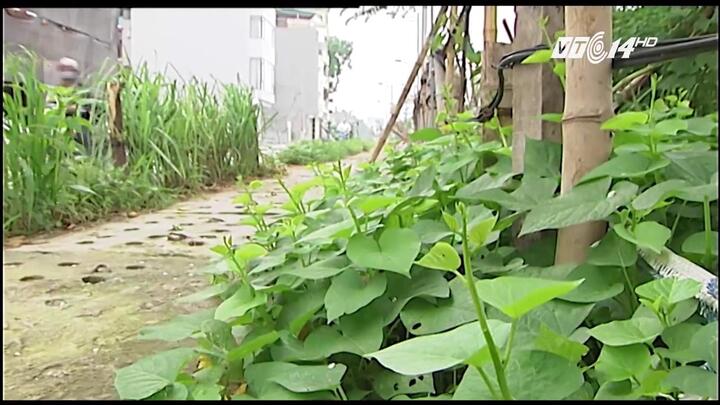 Tận dụng vỉa hè, lề đường trồng rau 'sạch': Coi chừng ung thư