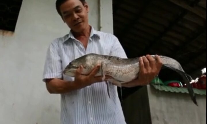 Cận cảnh cặp cá lóc 'khủng' 14 kg của nông dân miền Tây