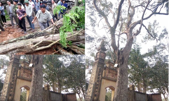 Dân tố cáo đơn vị đấu giá khuất tất trong vụ mua bán cây sưa 24,5 tỉ đồng ở Bắc Ninh