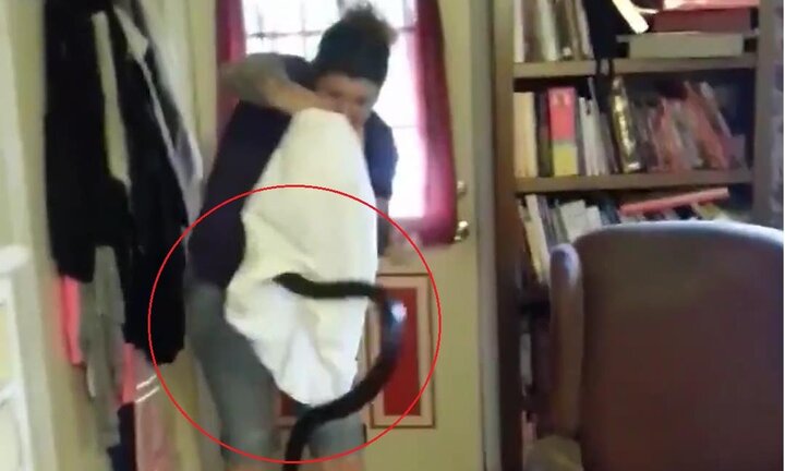 Rắn mò vào nhà bị phụ nữ dùng vỏ gối tóm gọn trong 'một nốt nhạc'