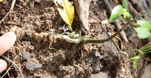 Nhân sự kiện Lễ hội sâm: Giải mã giá trị thật sự của sâm Ngọc Linh