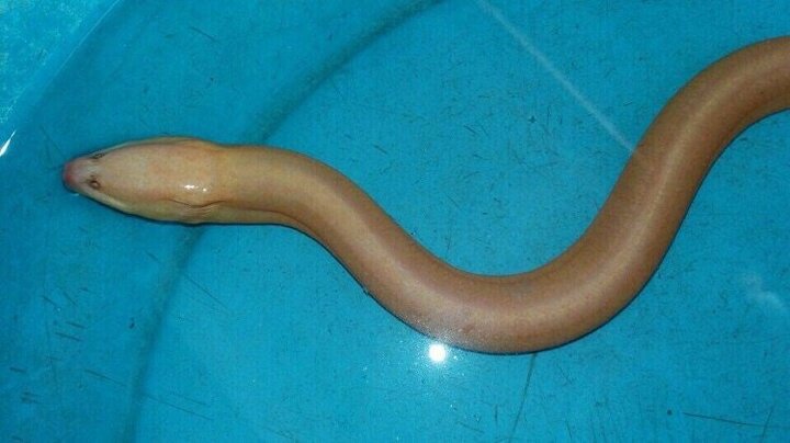 Đi soi cá bắt được 2 con lươn vàng cực hiếm