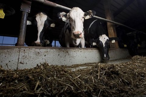 Doanh nhân Qatar chi 176 tỷ thuê máy bay đưa bò ngoại về nuôi lấy sữa cho dân