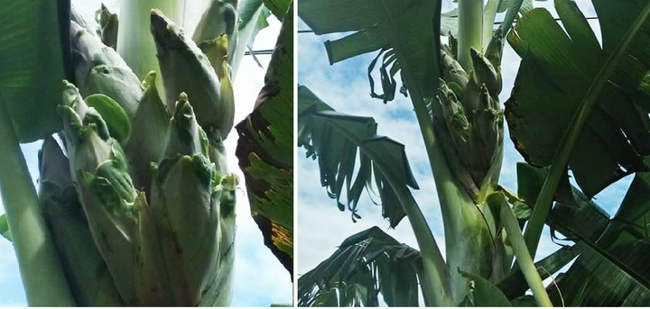 Kỳ lạ cây chuối trổ 12 bắp ở Quảng Bình