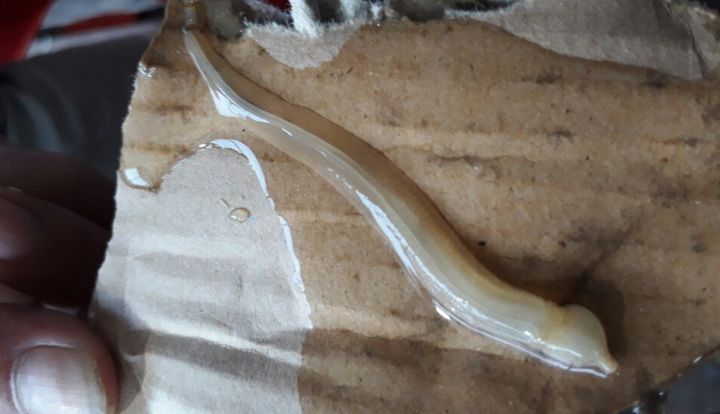 Sinh vật lạ làm chết hàng loạt cá bớp ở Cà Mau là gì?