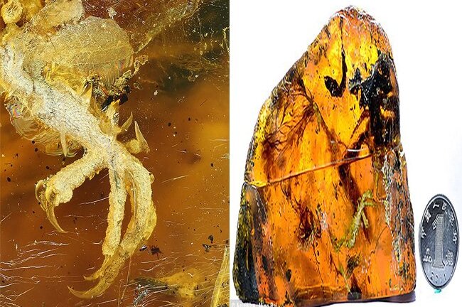 Phát hiện xác chim trong thạch hổ phách quý hiếm 100 triệu năm tuổi