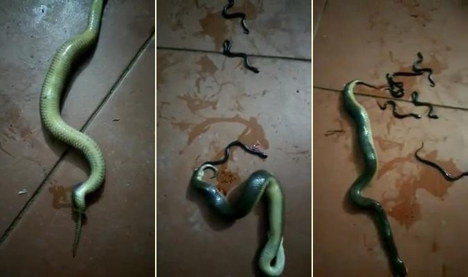 Bị đập bẹp đầu, rắn mẹ vẫn quằn quại đẻ hàng chục con trước khi chết