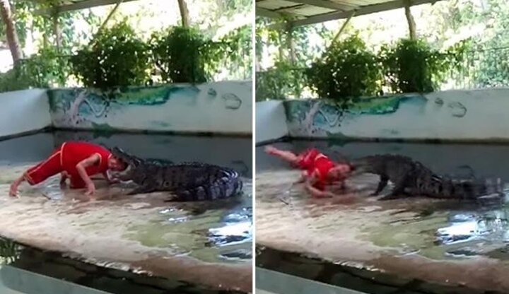 Người đàn ông liều lĩnh nhét đầu vào miệng cá sấu và cái kết thảm họa