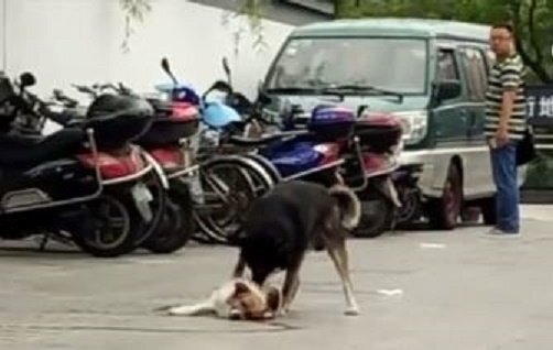 Video: Chú chó lay bạn vừa chết sau tai nạn khiến dân mạng không cầm nổi nước mắt