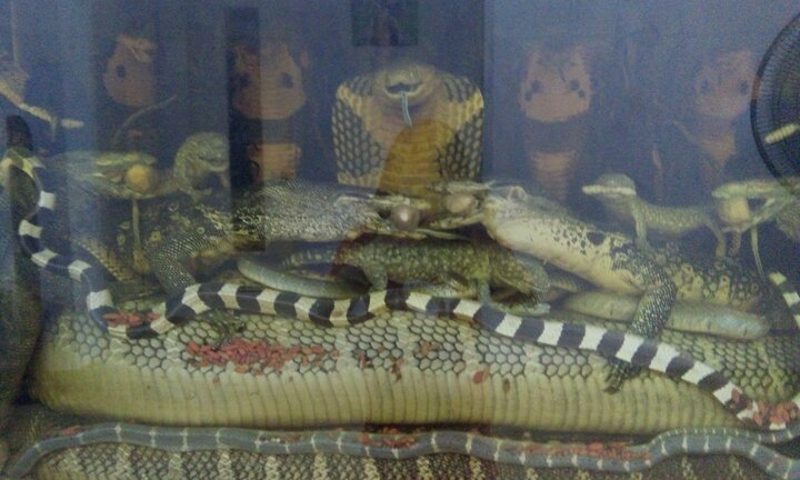 Hãi hùng chiêm ngưỡng mãng xà nặng 45kg giữa thủ đô Hà Nội