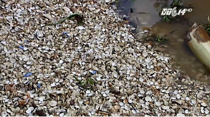 Ngao chết trắng bờ ở Đồ Sơn: Ngao cười, người khóc