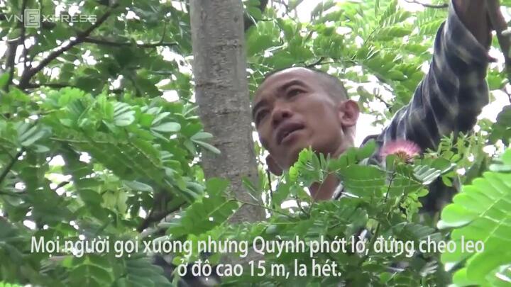 Thanh niên la hét, cố thủ trên ngọn cây cao 15m suốt 5 giờ
