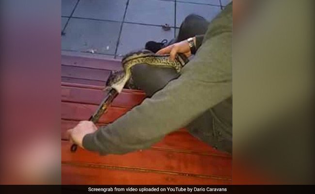 Video: Trăn tham ăn hóc kìm sắt cỡ lớn ở Australia