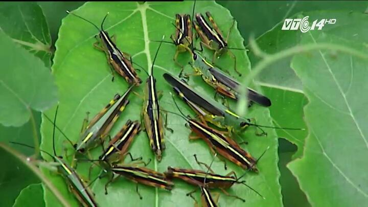 Hãi hùng cảnh hàng triệu con châu chấu ăn trụi hoa màu ở Cao Bằng