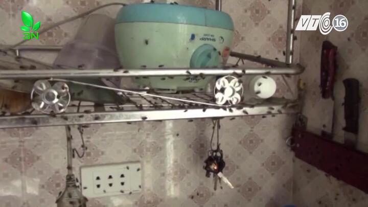 Ruồi kéo đàn tấn công, dân khiếp sợ không dám ăn cơm trong nhà