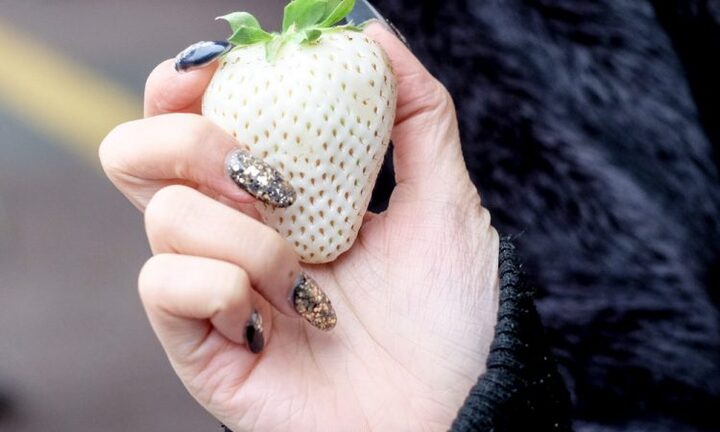 Chán dâu đỏ, khách lắm tiền mua dâu trắng 220.000 đồng/quả để thưởng thức